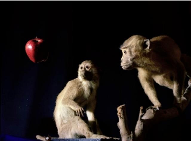"Maçã de Darwin, Macaco de Newton" em exposição