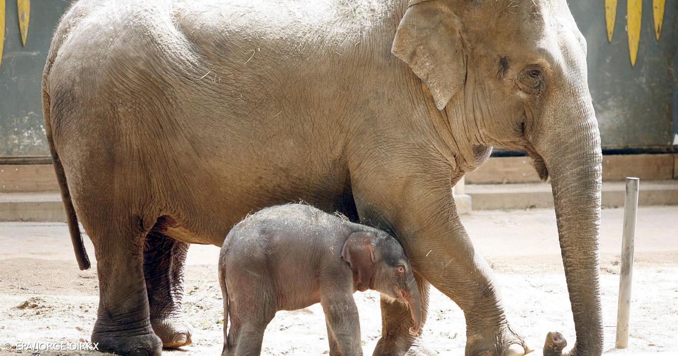 Bear elephants. Новорождённый слонёнок весит. Слон с детенышем.